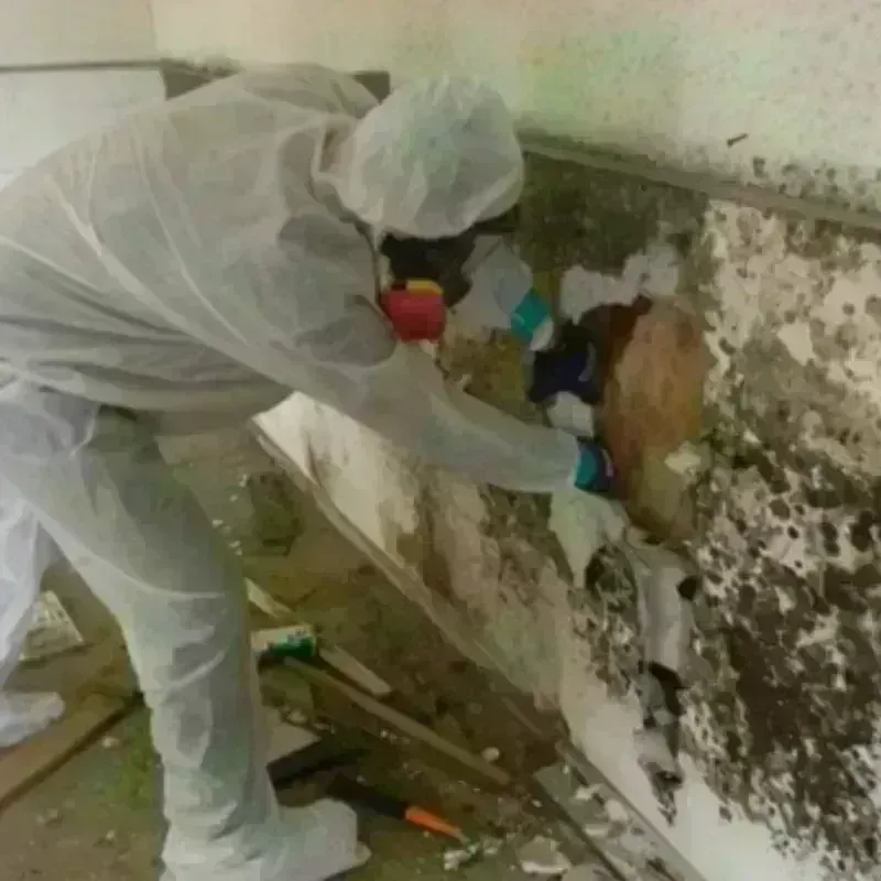 Mold Remediation and Removal in Forest City, PA